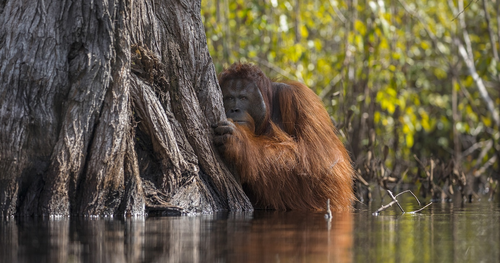 Moving works from Nat Geo Nature Photographer of the Year Contest 2017