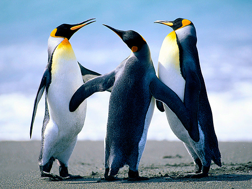 Penguins: new lessons to be learned about the importance of mediation