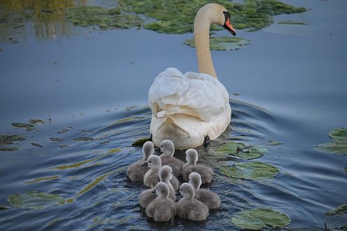 You may feed the swans...