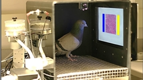 If a Pigeon can spot cancer, could a computer vision system spot it?