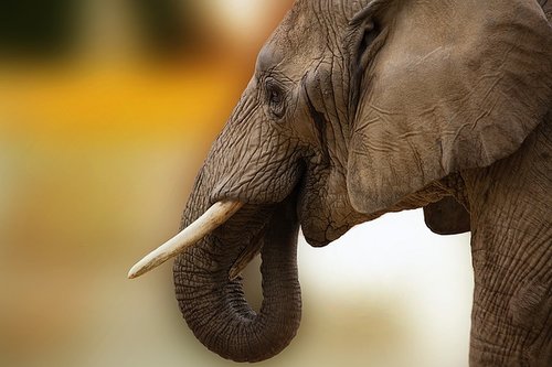 Defining the entire elephant: Overcome internal blindness to make lasting change