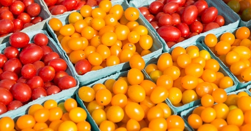 Long and Large Stanford University Study Aims to Settle the Debate over Low Fat or Low Carbohydrate Diets