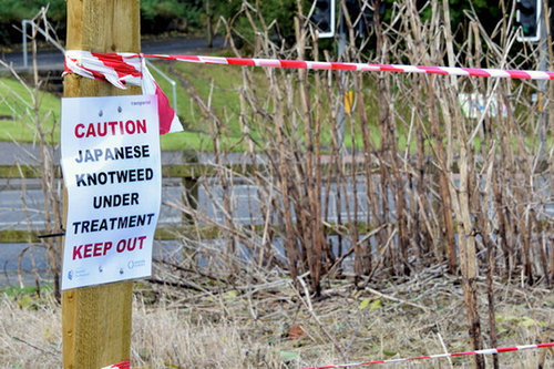 Review in the impact of Japanese Knotweed