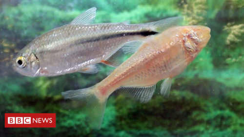 Fish genes could lead to advances in human heart treatments